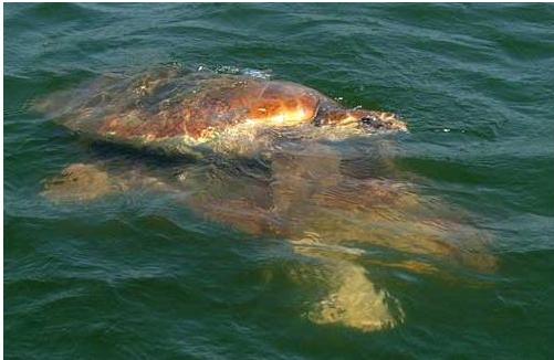 Caretta Caretta schildpadden