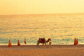 Oludeniz kameel op het strand