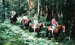 paardrijden in bossen Fethiye