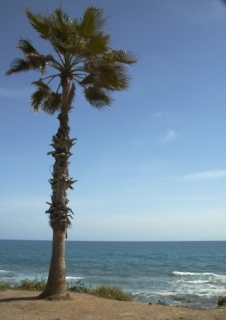 Side strand palmboom